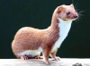 catweasel