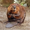 angrybeaver