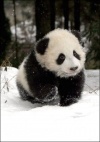 discoverpanda